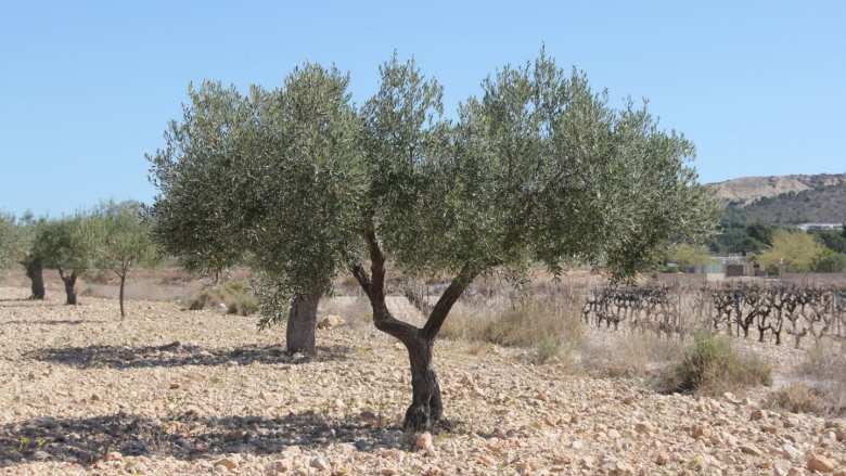 &Kappa;ί&nu;&delta;&upsilon;&nu;&omicron;&sigmaf; &nu;&alpha; &epsilon;&gamma;&kappa;&alpha;&tau;&alpha;&lambda;&epsilon;&iota;&phi;&theta;&omicron;ύ&nu; &epsilon;&lambda;&alpha;&iota;ώ&nu;&epsilon;&sigmaf; &sigma;&tau;&omicron; &Pi;ή&lambda;&iota;&omicron;: &laquo;&Delta;&epsilon;&nu; &pi;&epsilon;&rho;&iota;&mu;έ&nu;&alpha;&mu;&epsilon; &tau;έ&tau;&omicron;&iota;&alpha; &mu;&epsilon;ί&omega;&sigma;&eta; &sigma;&tau;&eta;&nu; &pi;&alpha;&rho;&alpha;&gamma;&omega;&gamma;ή &epsilon;&lambda;&iota;ά&sigmaf;&raquo;