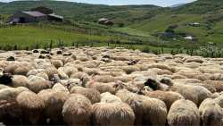 &Upsilon;&Pi;&Alpha;&Alpha;&Tau;: &Alpha;&pi;ά&nu;&tau;&eta;&sigma;&eta; &sigma;&tau;&eta;&nu; &alpha;&nu;&alpha;&kappa;ύ&kappa;&lambda;&omega;&sigma;&eta; &pi;&alpha;&rho;&alpha;&pi;&lambda;&alpha;&nu;&eta;&tau;&iota;&kappa;ώ&nu; &alpha;&iota;&tau;&iota;ά&sigma;&epsilon;&omega;&nu; &gamma;&iota;&alpha; &tau;&eta;&nu; &kappa;&tau;&eta;&nu;&omicron;&tau;&rho;&omicron;&phi;ί&alpha;: &Eta; &epsilon;&theta;&nu;&iota;&kappa;ή &sigma;&tau;&rho;&alpha;&tau;&eta;&gamma;&iota;&kappa;ή &beta;&alpha;&sigma;ί&zeta;&epsilon;&tau;&alpha;&iota; &sigma;&epsilon; &epsilon;&pi;&iota;&sigma;&tau;&eta;&mu;&omicron;&nu;&iota;&kappa;ά &delta;&epsilon;&delta;&omicron;&mu;έ&nu;&alpha; &kappa;&alpha;&iota; ό&chi;&iota; &sigma;&epsilon; &pi;&omicron;&lambda;&iota;&tau;&iota;&kappa;έ&sigmaf; &epsilon;&nu;&tau;&upsilon;&pi;ώ&sigma;&epsilon;&iota;&sigmaf;