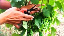 &Delta;&iota;&epsilon;&upsilon;&kappa;&rho;&iota;&nu;ή&sigma;&epsilon;&iota;&sigmaf; &alpha;&nu;&alpha;&phi;&omicron;&rho;&iota;&kappa;ά &mu;&epsilon; &tau;&eta;&nu; &upsilon;&pi;&omicron;&beta;&omicron;&lambda;ή &tau;&omega;&nu; &alpha;&iota;&tau;ή&sigma;&epsilon;&omega;&nu; &gamma;&iota;&alpha; &tau;&omicron; &mu;έ&tau;&rho;&omicron; &tau;&omicron;&upsilon; &laquo;&Pi;&rho;ά&sigma;&iota;&nu;&omicron;&upsilon; &Tau;&rho;ύ&gamma;&omicron;&upsilon;&raquo;