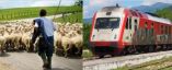 &Tau;&rho;&alpha;&gamma;&omega;&delta;ί&alpha;: &Nu;&epsilon;&kappa;&rho;ό&sigmaf; &nu;&epsilon;&alpha;&rho;ό&sigmaf; &beta;&omicron;&sigma;&kappa;ό&sigmaf; - &Tau;&omicron;&nu; &pi;&alpha;&rho;έ&sigma;&upsilon;&rho;&epsilon; &tau;&rho;έ&nu;&omicron; &kappa;&alpha;&theta;ώ&sigmaf; &delta;&iota;έ&sigma;&chi;&iota;&zeta;&epsilon; &mu;&epsilon; &tau;&omicron; &kappa;&omicron;&pi;ά&delta;&iota; &tau;&omicron;&upsilon; &tau;&iota;&sigmaf; &sigma;&iota;&delta;&eta;&rho;&omicron;&delta;&rho;&omicron;&mu;&iota;&kappa;έ&sigmaf; &gamma;&rho;&alpha;&mu;&mu;έ&sigmaf;
