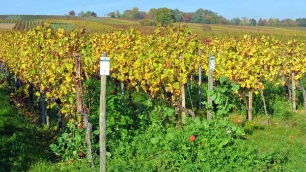 &Alpha;&sigma;&theta;έ&nu;&epsilon;&iota;&epsilon;&sigmaf; &kappa;&alpha;&iota; &epsilon;&chi;&theta;&rho;&omicron;ί &tau;&omicron;&upsilon; &Alpha;&mu;&pi;&epsilon;&lambda;&iota;&omicron;ύ | &Alpha;&gamma;&rho;&omicron;&tau;&iota;&kappa;ά &nu;έ&alpha; IMATHIOTIKIGI.GR