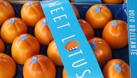 &Pi;&alpha;&rho;&alpha;&lambda;&alpha;&beta;έ&sigmaf; &kappa;&alpha;&iota; &sigma;&upsilon;&mu;&beta;&omicron;&upsilon;&lambda;έ&sigmaf; &gamma;&iota;&alpha; &nu;έ&epsilon;&sigmaf; &phi;&upsilon;&tau;&epsilon;ύ&sigma;&epsilon;&iota;&sigmaf; &tau;&omicron;&upsilon; &pi;&omicron;&lambda;ύ &gamma;&lambda;&upsilon;&kappa;&omicron;ύ &Lambda;&omega;&tau;&omicron;ύ "ROJO BRILLANTE"