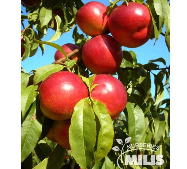 &Eta; &nu;έ&alpha; &pi;&omicron;&iota;&kappa;&iota;&lambda;ί&alpha; &nu;&epsilon;&kappa;&tau;&alpha;&rho;&iota;&nu;&iota;ά&sigmaf; FEBE &alpha;&pi;&alpha;&nu;&tau;ά &sigma;&tau;&iota;&sigmaf; &pi;&rho;&omicron;&kappa;&lambda;ή&sigma;&epsilon;&iota;&sigmaf; &tau;&omicron;&upsilon; &pi;&alpha;&gamma;&epsilon;&tau;&omicron;ύ &kappa;&alpha;&iota; &tau;&omicron;&upsilon; PPV