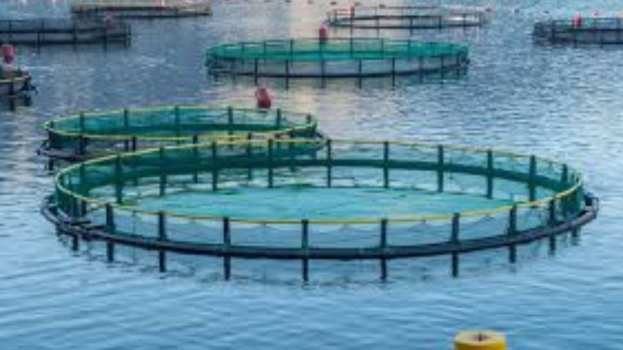 &Epsilon;&Epsilon;&Kappa;&Epsilon;: &Chi;&omega;&rho;&omicron;&tau;&alpha;&xi;&iota;&kappa;ή o&rho;&gamma;ά&nu;&omega;&sigma;&eta; &gamma;&iota;&alpha; &tau;&eta;&nu; &epsilon;&lambda;&lambda;&eta;&nu;&iota;&kappa;ή &theta;&alpha;&lambda;ά&sigma;&sigma;&iota;&alpha; &upsilon;&delta;&alpha;&tau;&omicron;&kappa;&alpha;&lambda;&lambda;&iota;έ&rho;&gamma;&epsilon;&iota;&alpha;