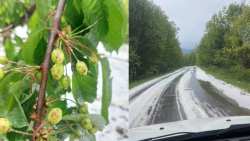 &Mu;&epsilon;&gamma;ά&lambda;&epsilon;&sigmaf; &zeta;&eta;&mu;&iota;έ&sigmaf; &alpha;&pi;ό &tau;&omicron; &chi;&alpha;&lambda;ά&zeta;&iota; &sigma;&epsilon; &kappa;&epsilon;&rho;&alpha;&sigma;&omicron;&kappa;&alpha;&lambda;&lambda;&iota;έ&rho;&gamma;&epsilon;&iota;&epsilon;&sigmaf; &sigma;&tau;&omicron;&nu; &Alpha;&rho;&chi;ά&gamma;&gamma;&epsilon;&lambda;&omicron; &Pi;έ&lambda;&lambda;&alpha;&sigmaf;