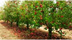 &Gamma;&epsilon;&omega;&rho;&gamma;&iota;&kappa;έ&sigmaf; &pi;&rho;&omicron;&epsilon;&iota;&delta;&omicron;&pi;&omicron;&iota;ή&sigma;&epsilon;&iota;&sigmaf; &gamma;&iota;&alpha; &tau;&eta; &Mu;&eta;&lambda;&iota;ά