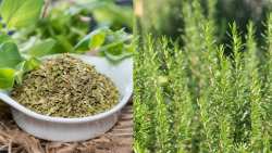 &Epsilon;&lambda;&lambda;&eta;&nu;&iota;&kappa;ή &rho;ί&gamma;&alpha;&nu;&eta; &kappa;&alpha;&iota; &delta;&epsilon;&nu;&tau;&rho;&omicron;&lambda;ί&beta;&alpha;&nu;&omicron; &iota;&sigma;&chi;&upsilon;&rho;ό&tau;&epsilon;&rho;&alpha; &alpha;&pi;ό &tau;&alpha; &alpha;&nu;&tau;&iota;&delta;&iota;&alpha;&beta;&eta;&tau;&iota;&kappa;ά &phi;ά&rho;&mu;&alpha;&kappa;&alpha;