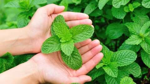 &Pi;&omicron;&iota;&alpha; &tau;&alpha; &omicron;&phi;έ&lambda;&eta; &tau;&eta;&sigmaf; &mu;έ&nu;&tau;&alpha;&sigmaf; &sigma;&tau;&omicron;&nu; &omicron;&rho;&gamma;&alpha;&nu;&iota;&sigma;&mu;ό