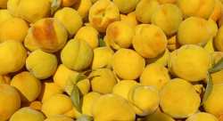 &Omicron;&mu;&alpha;&lambda;ά &epsilon;&xi;&epsilon;&lambda;ί&sigma;&sigma;&epsilon;&tau;&alpha;&iota; &eta; &chi;&rho;&omicron;&nu;&iota;ά &alpha;&pi;ό &pi;&lambda;&epsilon;&upsilon;&rho;ά&sigmaf; &pi;&alpha;&rho;&alpha;&gamma;&omega;&gamma;ή&sigmaf; &gamma;&iota;&alpha; &tau;&alpha; &pi;&upsilon;&rho;&eta;&nu;ό&kappa;&alpha;&rho;&pi;&alpha;