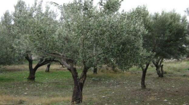 &Gamma;&epsilon;&omega;&rho;&gamma;&iota;&kappa;έ&sigmaf; &pi;&rho;&omicron;&epsilon;&iota;&delta;&omicron;&pi;&omicron;&iota;ή&sigma;&epsilon;&iota;&sigmaf; &gamma;&iota;&alpha; &tau;&eta;&nu; &Epsilon;&lambda;&iota;ά