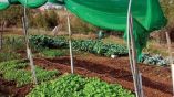 &Eta; &kappa;&lambda;&iota;&mu;&alpha;&tau;&iota;&kappa;ή &alpha;&lambda;&lambda;&alpha;&gamma;ή &laquo;&kappa;&omicron;&sigma;&tau;ί&zeta;&epsilon;&iota;&raquo; &kappa;&alpha;&iota; &sigma;&tau;&eta; &lambda;&alpha;&chi;&alpha;&nu;&omicron;&kappa;&omicron;&mu;ί&alpha;