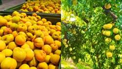 &Tau;&iota; &sigma;&upsilon;&zeta;&eta;&tau;ή&theta;&eta;&kappa;&epsilon; &sigma;&tau;&eta;&nu; &pi;&rho;ώ&tau;&eta; &sigma;&upsilon;&nu;ά&nu;&tau;&eta;&sigma;&eta; &Epsilon;&Kappa;&Epsilon; &kappa;&alpha;&iota; &Epsilon;&theta;&nu;&iota;&kappa;ή&sigmaf; &Epsilon;&pi;&iota;&tau;&rho;&omicron;&pi;ή&sigmaf; &Beta;&iota;&omicron;&mu;&eta;&chi;&alpha;&nu;&iota;&kappa;&omicron;ύ &rho;&omicron;&delta;ά&kappa;&iota;&nu;&omicron;&upsilon;, &beta;&epsilon;&rho;ί&kappa;&omicron;&kappa;&omicron;&upsilon; &kappa;&alpha;&iota; &alpha;&chi;&lambda;&alpha;&delta;&iota;&omicron;ύ