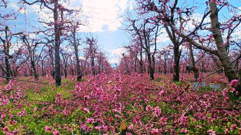 &Alpha;&nu;&theta;&iota;&sigma;&mu;έ&nu;&epsilon;&sigmaf; &Rho;&omicron;&delta;&alpha;&kappa;&iota;&nu;&iota;έ&sigmaf;: &Epsilon;&upsilon;&chi;&alpha;&rho;&iota;&sigma;&tau;ή&rho;&iota;&omicron; &Alpha;&nu;&tau;&iota;&pi;&epsilon;&rho;&iota;&phi;&epsilon;&rho;&epsilon;&iota;ά&rho;&chi;&eta; &Pi;&Epsilon; &Eta;&mu;&alpha;&theta;ί&alpha;&sigmaf; | &Alpha;&gamma;&rho;&omicron;&tau;&iota;&kappa;ά &nu;έ&alpha; IMATHIOTIKIGI.GR