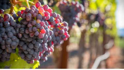 &Gamma;&epsilon;&omega;&rho;&gamma;&iota;&kappa;έ&sigmaf; &pi;&rho;&omicron;&epsilon;&iota;&delta;&omicron;&pi;&omicron;&iota;ή&sigma;&epsilon;&iota;&sigmaf; &gamma;&iota;&alpha; &tau;&omicron; &Alpha;&mu;&pi;έ&lambda;&iota;