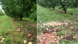 &Kappa;&alpha;&iota; &omicron;&iota; &rho;&omicron;&delta;&alpha;&kappa;&iota;&nu;&omicron;&pi;&alpha;&rho;&alpha;&gamma;&omega;&gamma;&omicron;ί &tau;&eta;&sigmaf; &Eta;&mu;&alpha;&theta;ί&alpha;&sigmaf; &epsilon;&pi;&lambda;ή&gamma;&eta;&sigma;&alpha;&nu; &alpha;&pi;ό &tau;&eta;&nu; &kappa;&alpha;&kappa;&omicron;&kappa;&alpha;&iota;&rho;ί&alpha;