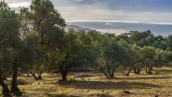 &Tau;&alpha; &mu;&upsilon;&sigma;&tau;&iota;&kappa;ά &tau;&eta;&sigmaf; &epsilon;&pi;&iota;&tau;&upsilon;&chi;ί&alpha;&sigmaf; &tau;&omicron;&upsilon; &laquo;&Kappa;&alpha;&lambda;ύ&tau;&epsilon;&rho;&omicron;&upsilon; &Epsilon;&upsilon;&rho;&omega;&pi;&alpha;ί&omicron;&upsilon; &Epsilon;&lambda;&alpha;&iota;&omicron;&pi;&alpha;&rho;&alpha;&gamma;&omega;&gamma;&omicron;ύ&raquo;