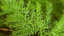 &Omicron;&iota; &epsilon;&upsilon;&epsilon;&rho;&gamma;&epsilon;&tau;&iota;&kappa;έ&sigmaf; &tau;&omicron;&upsilon; &iota;&delta;&iota;ό&tau;&eta;&tau;&epsilon;&sigmaf; &mu;&epsilon;&iota;ώ&nu;&omicron;&upsilon;&nu; &tau;&omicron; stress &kappa;&alpha;&iota; &tau;&eta;&nu; &kappa;&alpha;&tau;ά&theta;&lambda;&iota;&psi;&eta; - Shatavari : To "&mu;&alpha;&gamma;&iota;&kappa;ό" &beta;ό&tau;&alpha;&nu;&omicron;