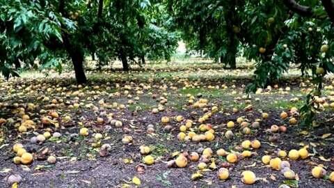 &Alpha;&pi;&omicron;&phi;ά&sigma;&epsilon;&iota;&sigmaf; &gamma;&iota;&alpha; &Pi;&alpha;&nu;&eta;&mu;&alpha;&theta;&iota;ώ&tau;&iota;&kappa;&omicron; &Sigma;&upsilon;&lambda;&lambda;&alpha;&lambda;&eta;&tau;ή&rho;&iota;&omicron; &kappa;&alpha;&iota; &mu;&epsilon;&tau;ά&beta;&alpha;&sigma;&eta; &alpha;&gamma;&rho;&omicron;&tau;ώ&nu; &sigma;&tau;&omicron; &Kappa;&iota;&lambda;&kappa;ί&sigmaf; (&Pi;&omicron;&lambda;&iota;&tau;&iota;&kappa;ό &gamma;&rho;&alpha;&phi;&epsilon;ί&omicron; &Upsilon;&pi;&Alpha;&Alpha;&Tau;) &sigma;&tau;&eta; &sigma;&upsilon;&nu;έ&lambda;&epsilon;&upsilon;&sigma;&eta; &tau;&omicron;&upsilon; &Alpha;&Sigma; &Eta;&mu;&alpha;&theta;ί&alpha;&sigmaf;