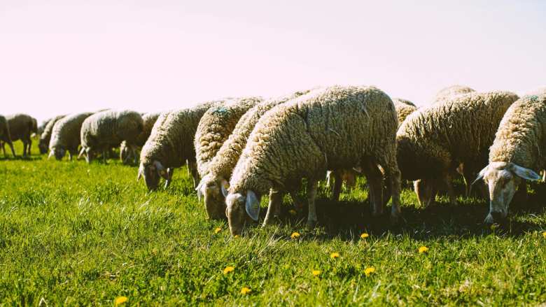 &Tau;&alpha; &beta;&omicron;&sigma;&kappa;&omicron;&tau;ό&pi;&iota;&alpha; &tau;&eta;&sigmaf; &omicron;&rho;&gamma;ή&sigmaf; &ndash; &epsilon;&pi;&iota;&sigma;&tau;&omicron;&lambda;ή &Pi;&Omicron;&Gamma;&Epsilon;&Delta;&Upsilon; &sigma;&tau;&eta;&nu; &Alpha;&Alpha;&Delta;&Epsilon; &gamma;&iota;&alpha; &tau;&iota;&sigmaf; &epsilon;&pi;&alpha;&nu;&alpha;&lambda;&alpha;&mu;&beta;&alpha;&nu;ό&mu;&epsilon;&nu;&epsilon;&sigmaf; &laquo;&alpha;&sigma;&tau;&omicron;&chi;ί&epsilon;&sigmaf;&raquo;