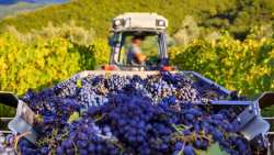 &Kappa;&Epsilon;&Omicron;&Sigma;&Omicron;&Epsilon;: &Epsilon;&kappa;&rho;&iota;&zeta;ώ&sigma;&epsilon;&iota;&sigmaf;, &epsilon;&mu;&beta;&omicron;&lambda;&iota;&alpha;&sigma;&mu;&omicron;ί, &sigma;&tau;&alpha;&phi;ύ&lambda;&iota;&alpha; &pi;&omicron;&upsilon; &mu;έ&nu;&omicron;&upsilon;&nu; &sigma;&tau;&omicron; &alpha;&mu;&pi;έ&lambda;&iota;... &Eta; &sigma;&upsilon;&gamma;&kappa;&omicron;&mu;&iota;&delta;ή &sigma;&tau;&eta;&nu; &Kappa;&alpha;&lambda;&iota;&phi;ό&rho;&nu;&iota;&alpha; &epsilon;&gamma;&epsilon;ί&rho;&epsilon;&iota; &alpha;&nu;&eta;&sigma;&upsilon;&chi;ί&epsilon;&sigmaf;