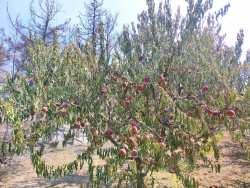 &Epsilon;&pi;ί&sigma;&kappa;&epsilon;&psi;&eta; &sigma;&tau;&iota;&sigmaf; &pi;&epsilon;&rho;&iota;&omicron;&chi;έ&sigmaf; &tau;&eta;&sigmaf; &Rho;ό&delta;&omicron;&upsilon; &pi;&omicron;&upsilon; &epsilon;&pi;&lambda;ή&gamma;&eta;&sigma;&alpha;&nu; &alpha;&pi;ό &tau;&eta;&nu; &pi;&upsilon;&rho;&kappa;&alpha;&gamma;&iota;ά &pi;&rho;&alpha;&gamma;&mu;&alpha;&tau;&omicron;&pi;&omicron;&iota;&epsilon;ί &omicron; &Upsilon;&pi;&Alpha;&Alpha;&Tau;