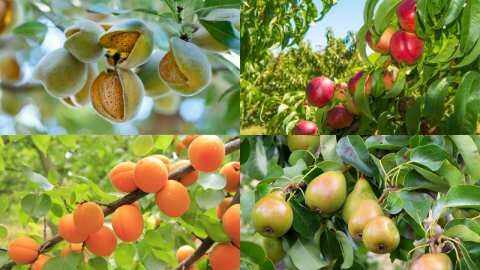 &Pi;&rho;ό&gamma;&rho;&alpha;&mu;&mu;&alpha; &kappa;&alpha;&rho;&pi;ό&delta;&epsilon;&sigma;&eta;&sigmaf; &sigma;&tau;&alpha; &pi;&upsilon;&rho;&eta;&nu;ό&kappa;&alpha;&rho;&pi;&alpha;, &gamma;&iota;&gamma;&alpha;&rho;&tau;ό&kappa;&alpha;&rho;&pi;&alpha; &kappa;&alpha;&iota; &alpha;&kappa;&rho;ό&delta;&rho;&upsilon;&alpha;