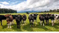 &Eta; &kappa;&tau;&eta;&nu;&omicron;&tau;&rho;&omicron;&phi;ί&alpha; &omega;&sigmaf; &omicron;&iota;&kappa;&omicron;&lambda;&omicron;&gamma;&iota;&kappa;ό &mu;έ&sigma;&omicron; &delta;&iota;&alpha;&chi;&epsilon;ί&rho;&iota;&sigma;&eta;&sigmaf;