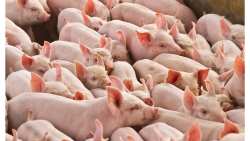 &Epsilon;&pi;&iota;&beta;&epsilon;&beta;&alpha;ί&omega;&sigma;&eta; &epsilon;&sigma;&tau;ί&alpha;&sigmaf; &Alpha;&phi;&rho;&iota;&kappa;&alpha;&nu;&iota;&kappa;ή&sigmaf; &Pi;&alpha;&nu;ώ&lambda;&eta;&sigmaf; &tau;&omega;&nu; &Chi;&omicron;ί&rho;&omega;&nu; &sigma;&epsilon; &alpha;&gamma;&rho;&iota;ό&chi;&omicron;&iota;&rho;&omicron; &sigma;&tau;&eta;&nu; &Pi;.&Epsilon;. &Sigma;&epsilon;&rho;&rho;ώ&nu; - &Epsilon;&pi;&alpha;&gamma;&rho;ύ&pi;&nu;&eta;&sigma;&eta; &tau;&omega;&nu; &kappa;&tau;&eta;&nu;&iota;&alpha;&tau;&rho;&iota;&kappa;ώ&nu; &alpha;&rho;&chi;ώ&nu; &sigma;&tau;&eta; &Chi;ώ&rho;&alpha;