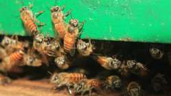 &Theta;&epsilon;&sigma;&sigma;&alpha;&lambda;ί&alpha;: &Alpha;&pi;ώ&lambda;&epsilon;&iota;&epsilon;&sigmaf; &sigma;&epsilon; &chi;&iota;&lambda;&iota;ά&delta;&epsilon;&sigmaf; &mu;&epsilon;&lambda;ί&sigma;&sigma;&iota;&alpha; &alpha;&pi;ό &tau;&iota;&sigmaf; &kappa;&alpha;&tau;&alpha;&sigma;&tau;&rho;&omicron;&phi;&iota;&kappa;έ&sigmaf; &pi;&lambda;&eta;&mu;&mu;ύ&rho;&epsilon;&sigmaf;