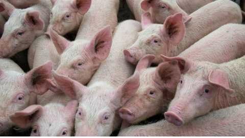 &Alpha;&phi;&rho;&iota;&kappa;&alpha;&nu;&iota;&kappa;ή &pi;&alpha;&nu;ώ&lambda;&eta; &tau;&omega;&nu; &chi;&omicron;ί&rho;&omega;&nu;: &Alpha;&nu;&alpha;&kappa;&omicron;ί&nu;&omega;&sigma;&eta; &alpha;&pi;ό &tau;&eta; &Delta;&iota;&epsilon;ύ&theta;&upsilon;&nu;&sigma;&eta; &Kappa;&tau;&eta;&nu;&iota;&alpha;&tau;&rho;&iota;&kappa;ή&sigmaf; &tau;&eta;&sigmaf; &Pi;&Kappa;&Mu;