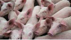 &Alpha;&phi;&rho;&iota;&kappa;&alpha;&nu;&iota;&kappa;ή &pi;&alpha;&nu;ώ&lambda;&eta; &tau;&omega;&nu; &chi;&omicron;ί&rho;&omega;&nu;: &Alpha;&nu;&alpha;&kappa;&omicron;ί&nu;&omega;&sigma;&eta; &alpha;&pi;ό &tau;&eta; &Delta;&iota;&epsilon;ύ&theta;&upsilon;&nu;&sigma;&eta; &Kappa;&tau;&eta;&nu;&iota;&alpha;&tau;&rho;&iota;&kappa;ή&sigmaf; &tau;&eta;&sigmaf; &Pi;&Kappa;&Mu;