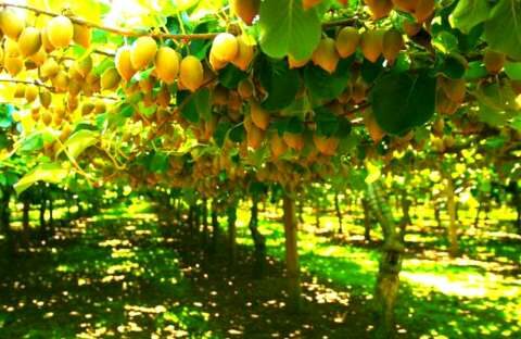 &Sigma;&kappa;έ&phi;&tau;&epsilon;&sigma;&alpha;&iota; &nu;&alpha; &kappa;&alpha;&lambda;&lambda;&iota;&epsilon;&rho;&gamma;ή&sigma;&epsilon;&iota;&sigmaf; &Alpha;&kappa;&tau;&iota;&nu;ί&delta;&iota;&alpha; ή &nu;&alpha; &alpha;&upsilon;&xi;ή&sigma;&epsilon;&iota;&sigmaf; &tau;&alpha; &sigma;&tau;&rho;έ&mu;&mu;&alpha;&tau;&alpha; &pi;&omicron;&upsilon; ή&delta;&eta; &kappa;&alpha;&lambda;&lambda;&iota;&epsilon;&rho;&gamma;&epsilon;ί&sigmaf;;