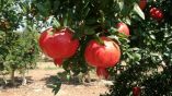 &Eta; &pi;&alpha;&rho;&alpha;&gamma;&omega;&gamma;ή &tau;&omega;&nu; &rho;&omicron;&delta;&iota;ώ&nu; &tau;&eta;&sigmaf; Valenciana &kappa;&alpha;&iota; Mollar &theta;&alpha; &epsilon;ί&nu;&alpha;&iota; &kappa;&alpha;&tau;ά 20% &chi;&alpha;&mu;&eta;&lambda;ό&tau;&epsilon;&rho;&eta; &tau;&eta; &phi;&epsilon;&tau;&iota;&nu;ή &chi;&rho;&omicron;&nu;&iota;ά