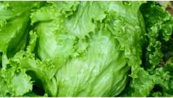 &Alpha;&gamma;&rho;&iota;&omicron;&mu;ά&rho;&omicron;&upsilon;&lambda;&omicron;: &Tau;&alpha; &epsilon;&kappa;&pi;&lambda;&eta;&kappa;&tau;&iota;&kappa;ά &omicron;&phi;έ&lambda;&eta; &gamma;&iota;&alpha; &tau;&eta;&nu; &upsilon;&gamma;&epsilon;ί&alpha; &mu;&alpha;&sigmaf;