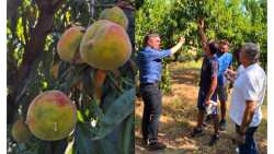 &Eta; &pi;&alpha;&rho;&alpha;&mu;&omicron;&rho;&phi;&omega;&tau;&iota;&kappa;ή &alpha;&sigma;&theta;έ&nu;&epsilon;&iota;&alpha; "&chi;&tau;&upsilon;&pi;ά" &kappa;&alpha;&iota; &tau;&eta; &rho;&omicron;&delta;&alpha;&kappa;&iota;&nu;&omicron;&kappa;&alpha;&lambda;&lambda;&iota;έ&rho;&gamma;&epsilon;&iota;&alpha; &sigma;&tau;&eta; &Theta;&epsilon;&sigma;&sigma;&alpha;&lambda;ί&alpha;