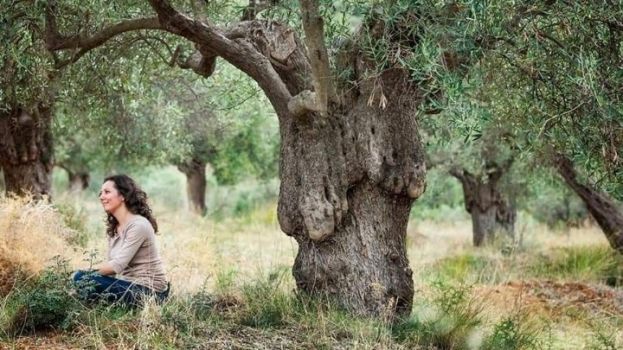 &Chi;&alpha;&lambda;&kappa;&iota;&delta;&iota;&kappa;ή: &Upsilon;&iota;&omicron;&theta;&epsilon;&sigma;ί&epsilon;&sigmaf; &epsilon;&lambda;&alpha;&iota;ό&delta;&epsilon;&nu;&tau;&rho;&omega;&nu; &mu;&epsilon; &delta;&iota;&alpha;&delta;&iota;&kappa;&tau;&upsilon;&alpha;&kappa;έ&sigmaf; &alpha;&pi;&epsilon;&upsilon;&theta;&epsilon;ί&alpha;&sigmaf; &pi;&epsilon;&rho;&iota;&eta;&gamma;ή&sigma;&epsilon;&iota;&sigmaf;
