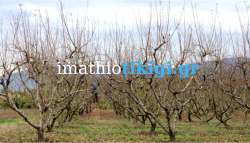 Έ&lambda;&lambda;&epsilon;&iota;&psi;&eta; &epsilon;&rho;&gamma;&alpha;&tau;&iota;&kappa;ώ&nu; &chi;&epsilon;&rho;&iota;ώ&nu; &sigma;&tau;&iota;&sigmaf; &alpha;&gamma;&rho;&omicron;&tau;&iota;&kappa;έ&sigmaf; &epsilon;&rho;&gamma;&alpha;&sigma;ί&epsilon;&sigmaf; - &Epsilon;&rho;ώ&tau;&eta;&sigma;&eta; &Epsilon;&upsilon;&rho;&omega;&beta;&omicron;&upsilon;&lambda;&epsilon;&upsilon;&tau;ή &Epsilon;&mu;&mu;&alpha;&nu;&omicron;&upsilon;ή&lambda; &Phi;&rho;ά&gamma;&kappa;&omicron;&upsilon;