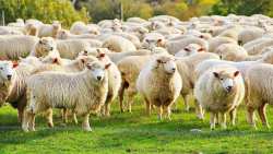 &Pi;&rho;&omicron;&lambda;&eta;&pi;&tau;&iota;&kappa;ά &mu;έ&tau;&rho;&alpha; &gamma;&iota;&alpha; ύ&pi;&omicron;&pi;&tau;&omicron; &kappa;&rho;&omicron;ύ&sigma;&mu;&alpha; &epsilon;&upsilon;&lambda;&omicron;&gamma;&iota;ά&sigmaf; &tau;&omega;&nu; &alpha;&iota;&gamma;&omicron;&pi;&rho;&omicron;&beta;ά&tau;&omega;&nu; &sigma;&tau;&eta;&nu; &Pi;.&Epsilon;. &Eta;&rho;&alpha;&kappa;&lambda;&epsilon;ί&omicron;&upsilon;