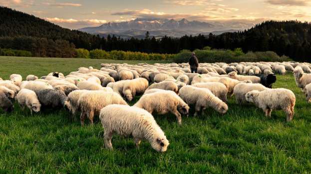 &Sigma;&tau;&rho;&alpha;&tau;&iota;&omega;&tau;&iota;&kappa;&omicron;ί &kappa;&tau;&eta;&nu;ί&alpha;&tau;&rho;&omicron;&iota; &sigma;&tau;&eta; &mu;ά&chi;&eta; &kappa;&alpha;&tau;ά &tau;&eta;&sigmaf; &epsilon;&upsilon;&lambda;&omicron;&gamma;&iota;ά&sigmaf; &alpha;&iota;&gamma;&omicron;&pi;&rho;&omicron;&beta;ά&tau;&omega;&nu;