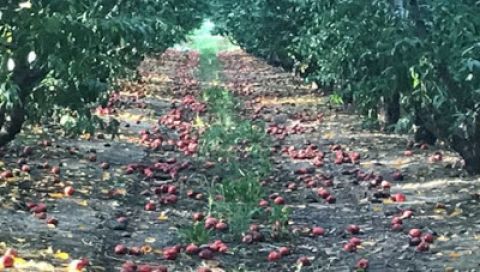 &Sigma;&pi;. &Lambda;&iota;&beta;&alpha;&nu;ό&sigmaf; : &Alpha;ύ&rho;&iota;&omicron; &eta; &pi;&lambda;&eta;&rho;&omega;&mu;ή &tau;&omega;&nu; de minimis &sigma;&tau;&alpha; &rho;&omicron;&delta;ά&kappa;&iota;&nu;&alpha; (&beta;ί&nu;&tau;&epsilon;&omicron;)