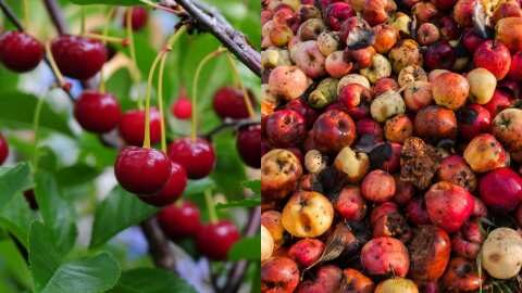 &Beta;&rho;&omicron;&chi;&omicron;&pi;&tau;ώ&sigma;&epsilon;&iota;&sigmaf;: &Kappa;&alpha;&tau;&alpha;&sigma;&tau;&rho;&omicron;&phi;&iota;&kappa;έ&sigmaf; &zeta;&eta;&mu;&iota;έ&sigmaf; &sigma;&tau;&iota;&sigmaf; &kappa;&alpha;&lambda;&lambda;&iota;έ&rho;&gamma;&epsilon;&iota;&epsilon;&sigmaf; &tau;&eta;&sigmaf; &Kappa;&alpha;&sigma;&tau;&omicron;&rho;&iota;ά&sigmaf;, &Epsilon;&omicron;&rho;&delta;&alpha;ί&alpha;&sigmaf; &kappa;&alpha;&iota; &Alpha;&mu;ύ&nu;&tau;&alpha;&iota;&omicron;&upsilon;