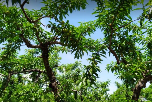 &Alpha;&nu;&alpha;&delta;&iota;ά&rho;&theta;&rho;&omega;&sigma;&eta; &tau;&eta;&sigmaf; &kappa;&alpha;&lambda;&lambda;&iota;έ&rho;&gamma;&epsilon;&iota;&alpha;&sigmaf; &tau;&eta;&sigmaf; &rho;&omicron;&delta;&alpha;&kappa;&iota;&nu;&iota;ά&sigmaf; - &Eta; &alpha;&pi;ά&nu;&tau;&eta;&sigma;&eta; &Lambda;&iota;&beta;&alpha;&nu;&omicron;ύ &sigma;&tau;&eta;&nu; &epsilon;&rho;ώ&tau;&eta;&sigma;&eta; &beta;&omicron;&upsilon;&lambda;&epsilon;&upsilon;&tau;ώ&nu; &Sigma;&Upsilon;&Rho;&Iota;&Zeta;&Alpha; &amp; &eta; &alpha;&nu;&tau;&alpha;&pi;ά&nu;&tau;&eta;&sigma;&eta; &tau;&eta;&sigmaf; &Theta;. &Tau;&zeta;ά&kappa;&rho;&eta;