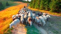 &Sigma;&upsilon;&nu;&epsilon;&lambda;ή&phi;&theta;&eta; 43&chi;&rho;&omicron;&nu;&omicron;&sigmaf; &kappa;&tau;&eta;&nu;&omicron;&tau;&rho;ό&phi;&omicron;&sigmaf; - &Epsilon;ί&chi;&epsilon; 30 &alpha;&iota;&gamma;&omicron;&pi;&rho;ό&beta;&alpha;&tau;&alpha; &chi;&omega;&rho;ί&sigmaf; &sigma;ή&mu;&alpha;&nu;&sigma;&eta; | &Alpha;&gamma;&rho;&omicron;&tau;&iota;&kappa;ά &nu;έ&alpha; &kappa;&alpha;&iota; &epsilon;&iota;&delta;ή&sigma;&epsilon;&iota;&sigmaf; imathiotikigi.gr