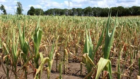 &Alpha;&nu;&tau;ί&xi;&omicron;&epsilon;&sigmaf; &kappa;&alpha;&iota;&rho;&iota;&kappa;έ&sigmaf; &sigma;&upsilon;&nu;&theta;ή&kappa;&epsilon;&sigmaf;: &Pi;ώ&sigmaf; &sigma;&upsilon;&mu;&pi;&epsilon;&rho;&iota;&phi;έ&rho;&omicron;&nu;&tau;&alpha;&iota; &tau;&alpha; &phi;&upsilon;&tau;ά