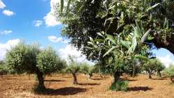 &Gamma;&epsilon;&omega;&rho;&gamma;&iota;&kappa;έ&sigmaf; &pi;&rho;&omicron;&epsilon;&iota;&delta;&omicron;&pi;&omicron;&iota;ή&sigma;&epsilon;&iota;&sigmaf; &gamma;&iota;&alpha; &tau;&eta;&nu; &Epsilon;&lambda;&iota;ά