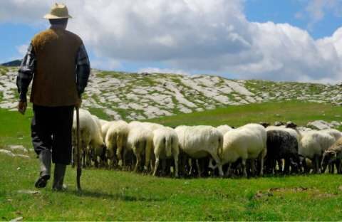 &Tau;&rho;&alpha;&gamma;&iota;&kappa;ό: &Nu;&epsilon;&kappa;&rho;ό&sigmaf; &kappa;&tau;&eta;&nu;&omicron;&tau;&rho;ό&phi;&omicron;&sigmaf; &pi;&omicron;&upsilon; &epsilon;ί&chi;&epsilon; &pi;ά&epsilon;&iota; &nu;&alpha; &phi;&rho;&omicron;&nu;&tau;ί&sigma;&epsilon;&iota; &tau;&alpha; &zeta;ώ&alpha; &tau;&omicron;&upsilon; &kappa;&alpha;&iota; έ&pi;&epsilon;&sigma;&epsilon; &sigma;&epsilon; &gamma;&kappa;&rho;&epsilon;&mu;ό