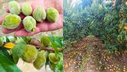 &Eta; &pi;&alpha;&rho;&alpha;&mu;&omicron;&rho;&phi;&omega;&tau;&iota;&kappa;ή &alpha;&sigma;&theta;έ&nu;&epsilon;&iota;&alpha; "&alpha;&pi;&omicron;&tau;&epsilon;&lambda;&epsilon;&iota;ώ&nu;&epsilon;&iota;" &tau;&eta; &rho;&omicron;&delta;&alpha;&kappa;&iota;&nu;&omicron;&pi;&alpha;&rho;&alpha;&gamma;&omega;&gamma;ή - &Sigma;&iota;&gamma;ή &iota;&chi;&theta;ύ&omicron;&sigmaf; &gamma;&iota;&alpha; &alpha;&pi;&omicron;&zeta;&eta;&mu;&iota;ώ&sigma;&epsilon;&iota;&sigmaf; &alpha;&pi;ό &tau;&iota;&sigmaf; &beta;&rho;&omicron;&chi;&omicron;&pi;&tau;ώ&sigma;&epsilon;&iota;&sigmaf;