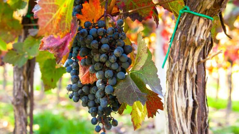 &Tau;&rho;ύ&gamma;&omicron;&sigmaf; 2026: &Eta; &delta;&iota;&alpha;&rho;&theta;&rho;&omega;&tau;&iota;&kappa;ή &pi;&rho;&omicron;&sigma;&alpha;&rho;&mu;&omicron;&gamma;ή &sigma;&upsilon;&nu;&epsilon;&chi;ί&zeta;&epsilon;&tau;&alpha;&iota; &sigma;&tau;&omicron; &Nu;ό&tau;&iota;&omicron; &Eta;&mu;&iota;&sigma;&phi;&alpha;ί&rho;&iota;&omicron; &gamma;&iota;&alpha; &alpha;&nu;&alpha;&delta;&iota;ά&tau;&alpha;&xi;&eta; &mu;&epsilon;&gamma;έ&theta;&omicron;&upsilon;&sigmaf; &kappa;&alpha;&iota; &alpha;&pi;&omicron;&phi;&upsilon;&gamma;ή &pi;&lambda;&epsilon;&omicron;&nu;&alpha;&sigma;&mu;ά&tau;&omega;&nu;