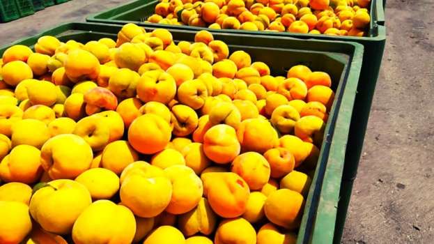 &Pi;&alpha;&sigma;&chi;&alpha;&lambda;&iota;&nu;έ&sigmaf; &epsilon;&upsilon;&chi;έ&sigmaf; &alpha;&pi;ό &tau;&eta;&nu; &Epsilon;.&Kappa;.&Epsilon;.