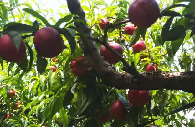 &Mu;&pi;ή&kappa;&alpha;&nu; &sigma;&tau;&omicron; &chi;&omega;&rho;ά&phi;&iota; &tau;&omicron; &beta;&rho;ά&delta;&upsilon; &kappa;&alpha;&iota; &tau;&omicron;&upsilon; έ&kappa;&lambda;&epsilon;&psi;&alpha;&nu; 9 &tau;ό&nu;&omicron;&upsilon;&sigmaf; &nu;&epsilon;&kappa;&tau;&alpha;&rho;ί&nu;&iota;&alpha; (&Beta;ί&nu;&tau;&epsilon;&omicron;)